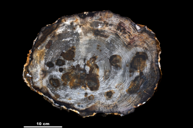 Tronc d'arbre fossilisé - coupe transversale (Chêne, Oregon, USA) - avec échelle